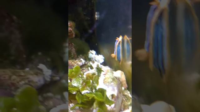 Голожаберный малюск в морском аквариуме. смотреть онлайн