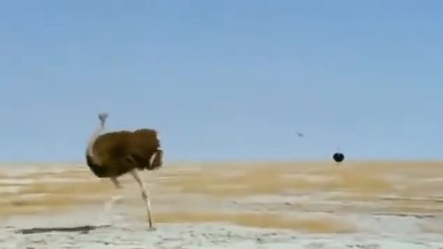 ребятам о зверятах СТРАУС смотреть онлайн