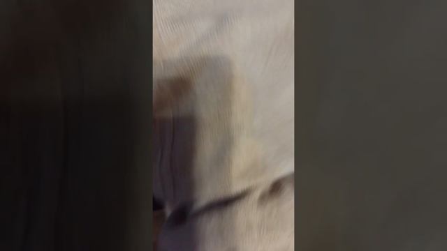 Джемпер кашемировый ,46 размер, тонкий,90% шерсть и 10 % кашемирТорг уместен смотреть онлайн