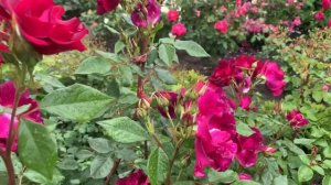 Роза Найт Оул (Night Owl)