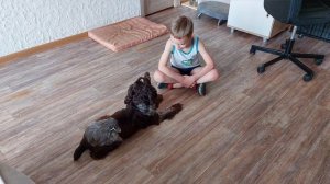 Домашняя передержка.  Русский спаниель