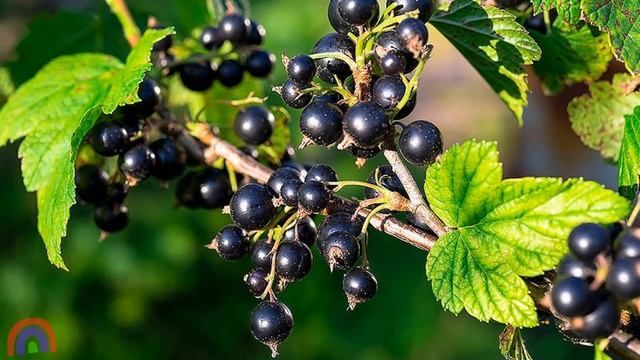 Учим ягоды Развивающие мультики для детей Учим слова смотреть онлайн