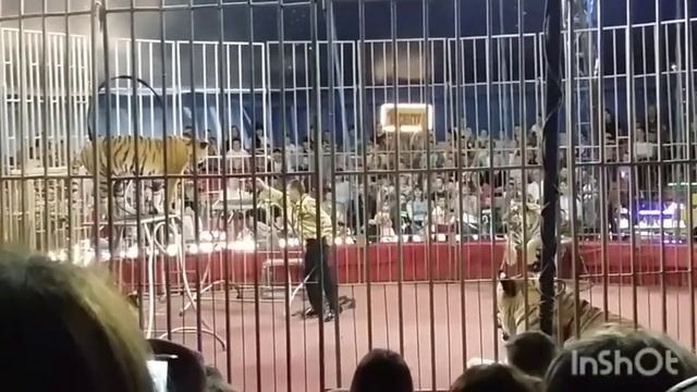 Продолжение цирк Австралийские тигры. смотреть онлайн