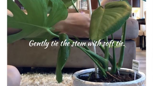 How To Train Monstera To Climb Up. смотреть онлайн
