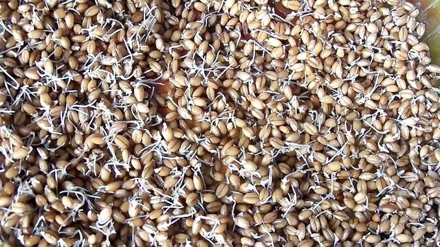 Зародыши пшеницы 3 суток смотреть онлайн