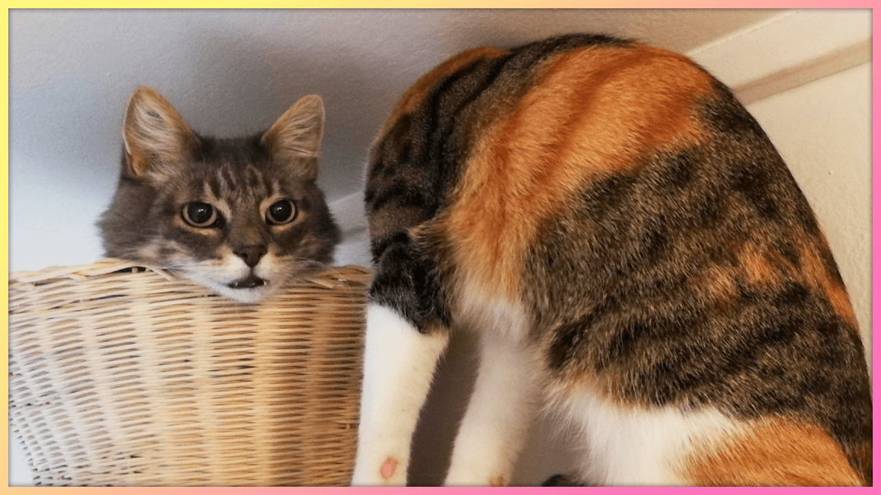 СМЕШНЫЕ КОШКИ И СОБАКИ / Смешные видео питомцами / 2021 CatDog