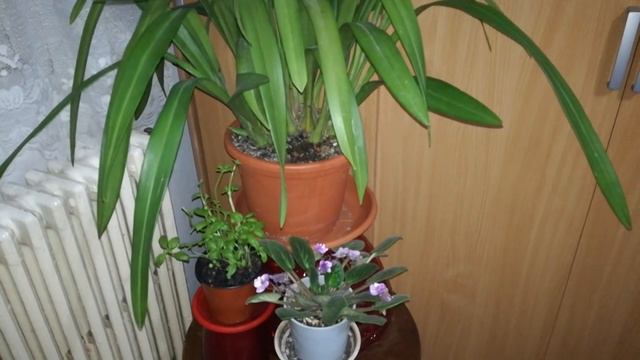 How to care for cymbidium orchids - watering, fertilizing, reblooming, recognize spikes смотреть онлайн