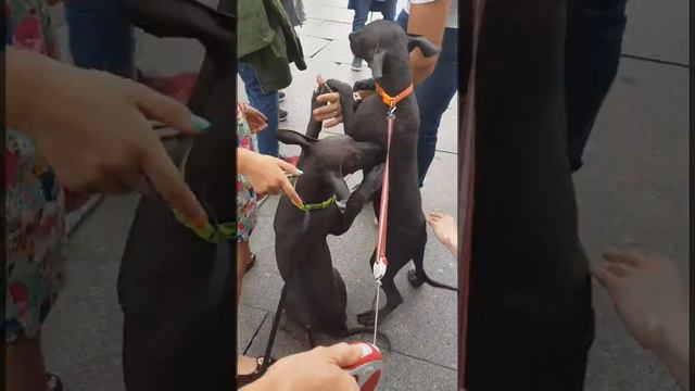 Щенки ксоло, социализация