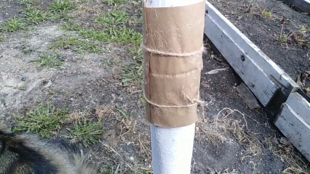 Ловчий пояс от вредителей. смотреть онлайн