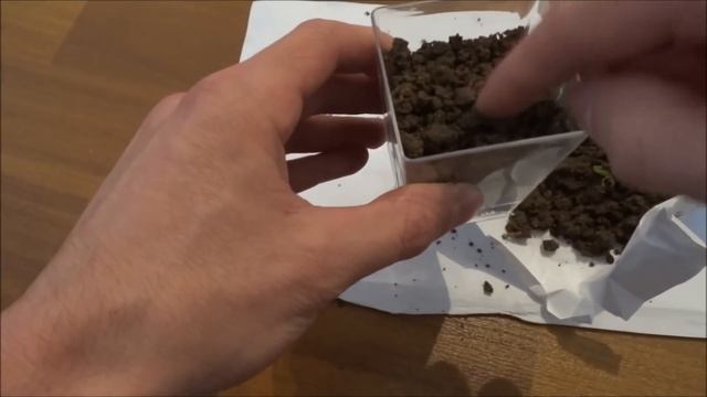 Как выращивать мандарин в домашних условиях из косточки. эксперименты с растениями своими руками смотреть онлайн