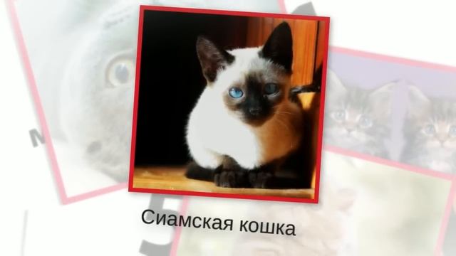 ТОП 5 самых красивых пород кошек смотреть онлайн