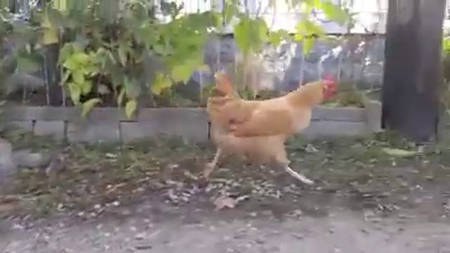 Как курица охотится на мышей смотреть онлайн