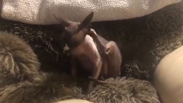 Sphynx cat mating success смотреть онлайн