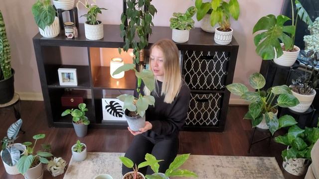 My Top 10 Favorite Houseplants Of September 2022 | Ring Of Fire Philodendron And More!