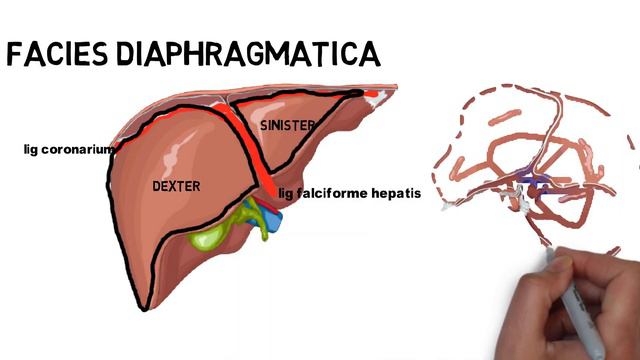 Hepar facies diaphragmatica смотреть онлайн
