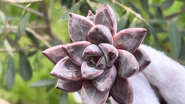Echeveria ‘Tremolo’ смотреть онлайн