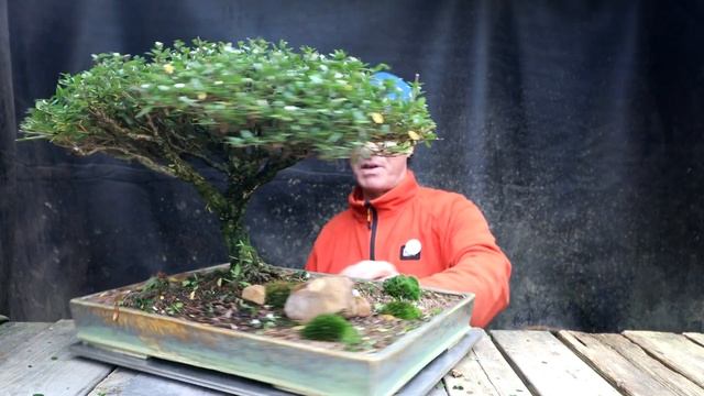 My Serissa Bonsai, Show Prep, The Bonsai Zone, Oct 2022