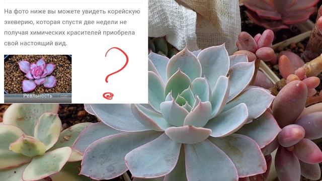 От чего зависит окрас суккулентов. Эхеверия ред вельвет. Echeveria Red Velvet. смотреть онлайн