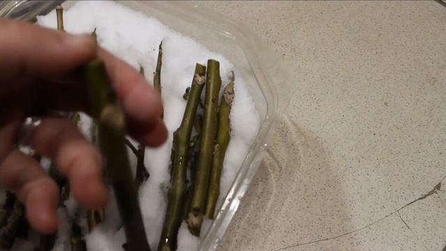 Зимнее черенкование плодовых и декоративных деревьев и кустарников. Обрезка и размножение. смотреть онлайн