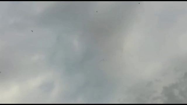 Сизые и капканы лёт и игра, голуби в небе. Двухчубые голуби. Tauben. Pigeons. Palomas. Pombos.