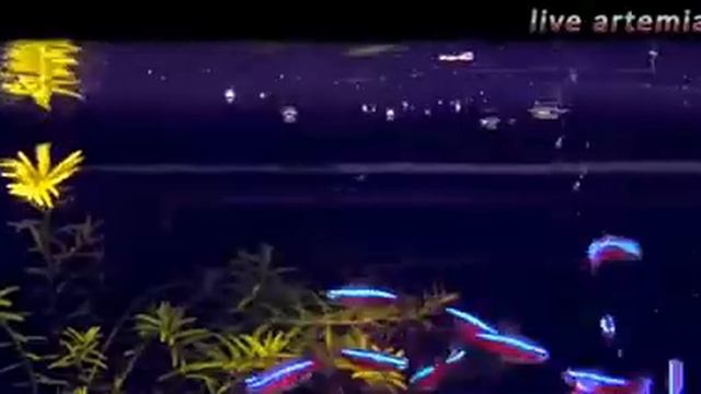 Неон. Уход, содержание и размножение. Neon. Care, Maintenance, And Reproduction.