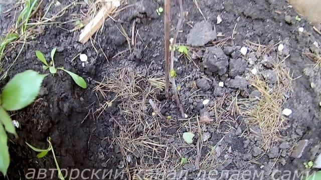 Формирование куста винограда 3 год.Формирование винограда весной.Как правильно формировать виноград смотреть онлайн