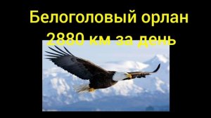 сравнение скорости разных объектов.