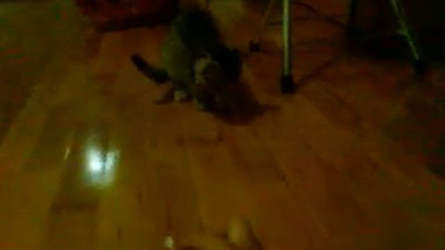 Страшный кусочек яблока для котенка смотреть онлайн