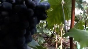 Сорт винограда «Виолетта» Воронюка - сезон 2015
