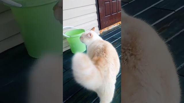 мучаем кота ?#животные #катинтеремок #преданность #дом #кот #коты #котики #любимые #дача #улица #ре смотреть онлайн