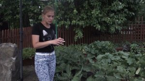Срочно!!! Пора копать! Когда выкапывать лук и чеснок
