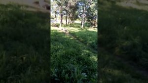 Самая жёсткая драка собак