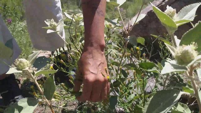 Pulmonaria en REVP con Flor Fasanella. смотреть онлайн