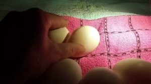 Докладывать яйца или нет Наклев в яйце. Воздушная камера в яйце двигается, что делать? Инкубатор