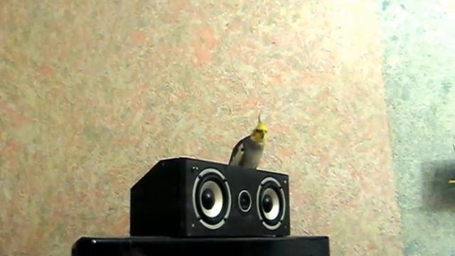 Симён говорит-Привет птичка смотреть онлайн