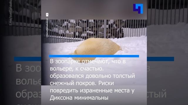 Спасенный белый медведь Диксон стал гулять в своем вольере в Московском зоопарке смотреть онлайн