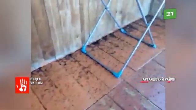Нашествие мух в деревне Камышева Полчище насекомых атаковали дома сельчан смотреть онлайн