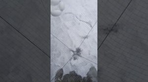 @хапуга хлопок#как ловить хапугой#рыбалка на хапугу#как собрать хапугу#