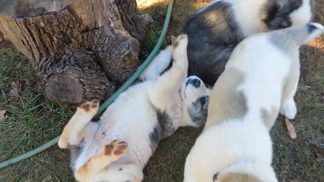 ALABAI PUPPIES FOR SALE (January 2016 SC, USA) смотреть онлайн