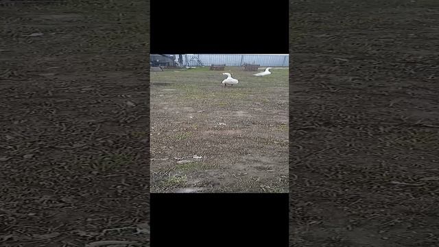 прогулка гусей на свежем воздухе