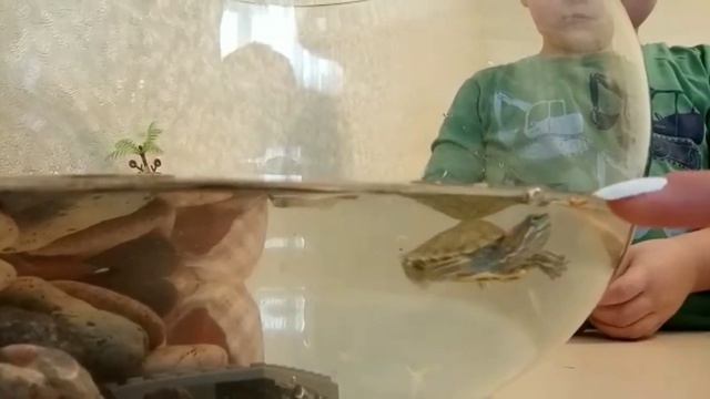Красноухая черепаха смотреть онлайн
