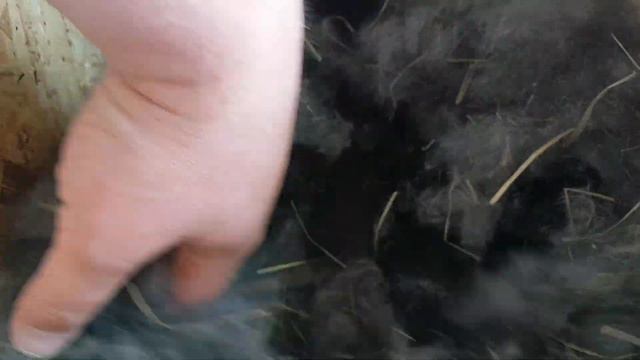 Крольчатам 7 дней.Такие милахи ))) смотреть онлайн