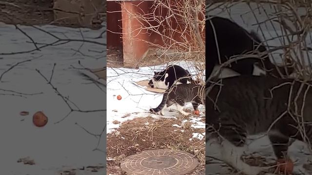 Любовь кошек. Милоо. Мини Gif. смотреть онлайн