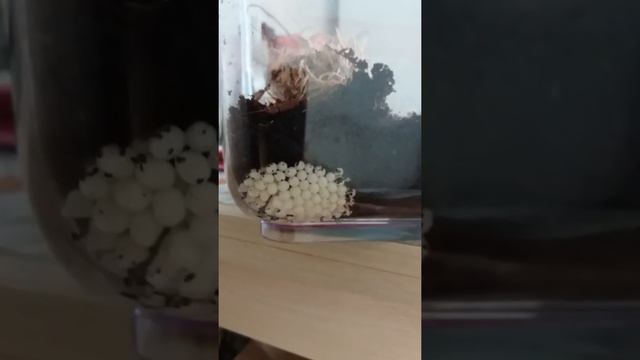 Ахатина отложила яйца смотреть онлайн