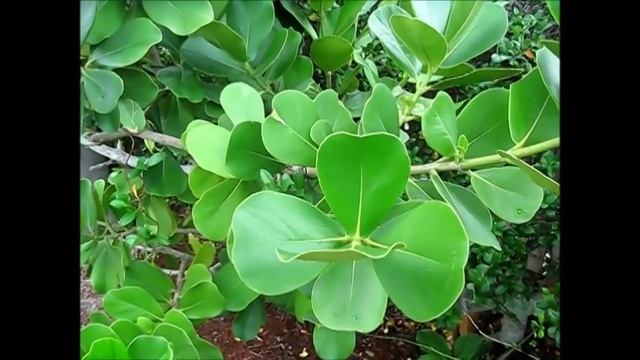 Clusia Major Or Rosea Autograph Tree