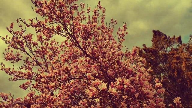 Сербия 1 апреля 2022 года. Зацвела магнолия ? смотреть онлайн