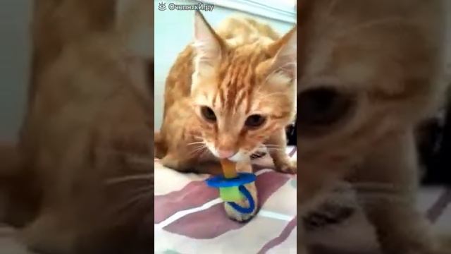 у котика есть соска он просто вспомнил детство смотреть онлайн