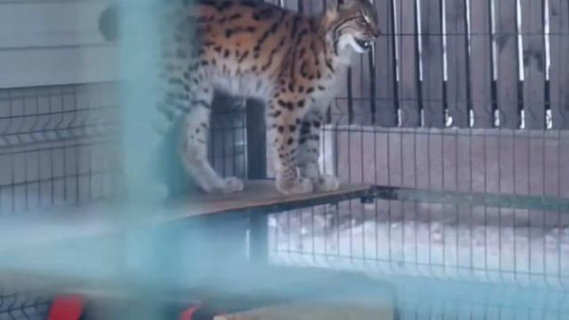 Как мяукает рысь? смотреть онлайн