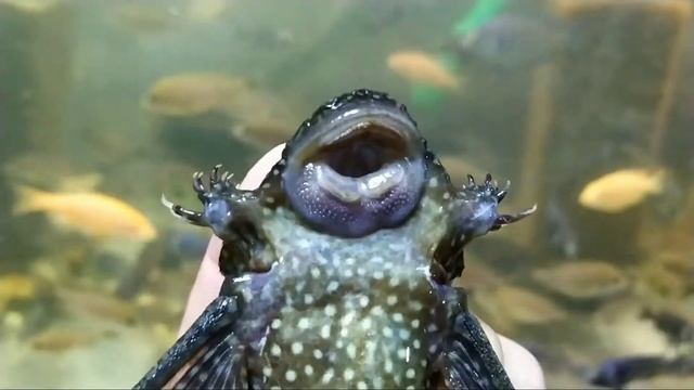 Анциструс (Ancistrus) самка 16см