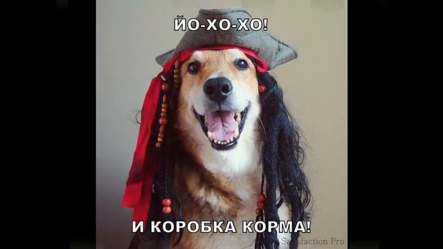 корм royal canin для собак смотреть онлайн